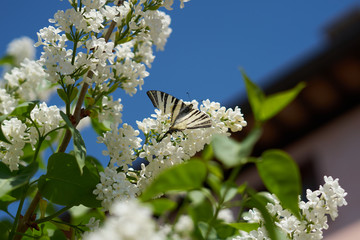 White butterfly on a lilac