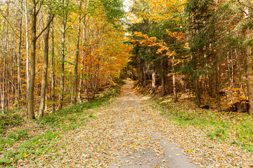 Naklejka premium Path through a golden forest at sunrise with fog and warm light. Road through a golden forest at autumn
