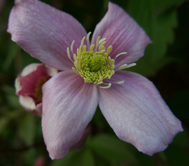 Single pink clematis flower in spring with foliage background