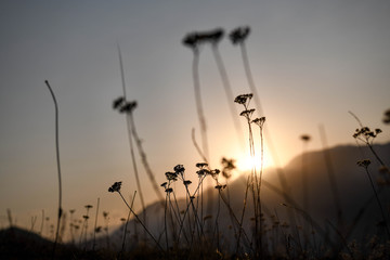 Flowerbed illuminated by the setting sun behind a mountain range