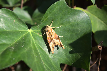 Achateule