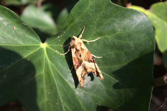Achateule