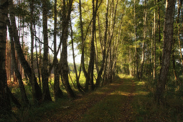 Birch road