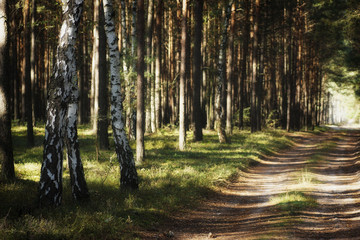 Forest road