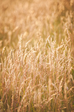 Field of golden dry grass against the background of a beautiful sunset. Agriculture. The field is resting. Toning © goodmoments
