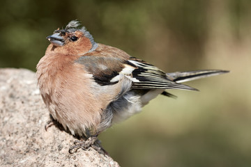 Chaffinch bird (Fringilla coelebs) with head injury sitting on a rock