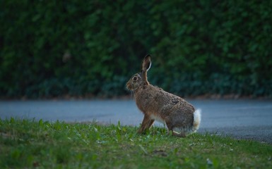 Ein brauner Feldhase sitzt früh am Morgen in der Dämmerung aufrecht in einer grünen Wiese im Stadtpark, Lepus europaeus