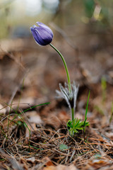 Spring pasque flower (Pulsatilla, Anemone patens, Ranunculaceae) grows on the edge of a forest in the grass under the trees, illuminated by a beautiful spring sunset.