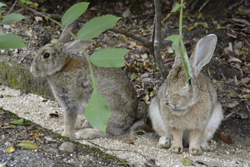 Lapins