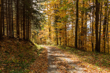 Fototapeta na wymiar Path through a golden forest at sunrise with fog and warm light. Road through a golden forest at autumn
