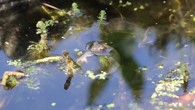 Ein Erdkr&ouml;ten M&auml;nnchen sonnt sich in einem Gartenteich