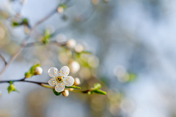 Flowering Apple trees on a spring sunny day on a branch in spring under the rays of the bright beautiful sun against the sky and buds and flowers open. White flowers on the branches.