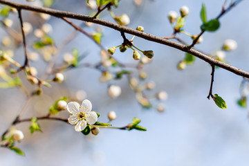 Flowering Apple trees on a spring sunny day on a branch in spring under the rays of the bright beautiful sun against the sky and buds and flowers open. White flowers on the branches.