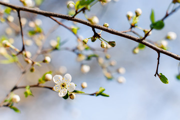 Flowering Apple trees on a spring sunny day on a branch in spring under the rays of the bright beautiful sun against the sky and buds and flowers open. White flowers on the branches.