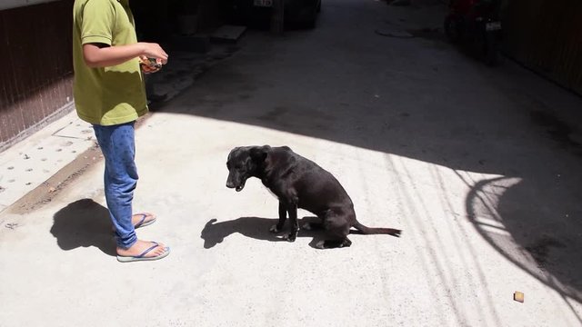 A girl Feeding a hungry Indian street Dog