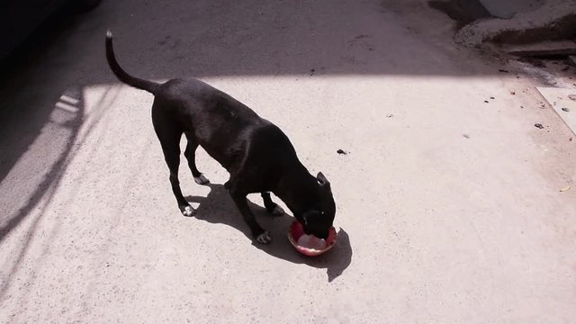 Hungry Indian Black street dog drinking milk