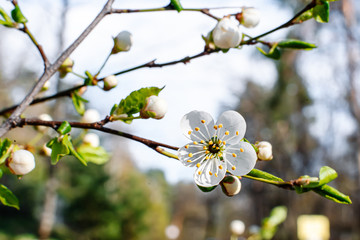 Flowering Apple trees on a spring sunny day on a branch in spring under the rays of the bright beautiful sun against the sky and buds and flowers open. White flowers on the branches.