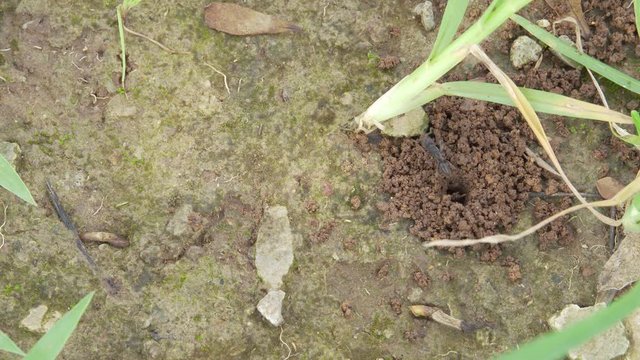 The ants work together to dig a hole to make a nest.