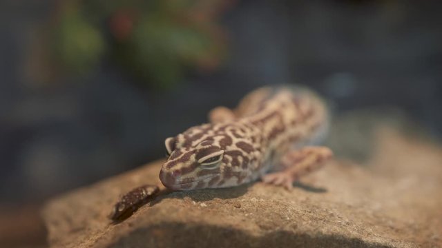 Leopard gecko basks on a stone. Close up. Wildlife. 4K-footage.