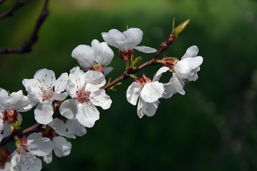 apple tree flowers