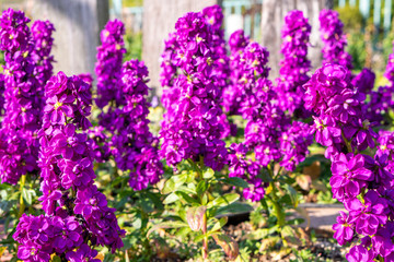 Close up of Matthiola incana flowers.