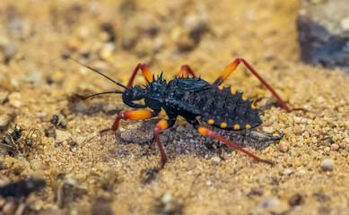 big exotic spiky bug of Reduviidae