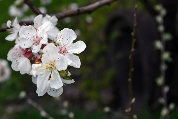 Fototapeta na wymiar apple tree branch blossom