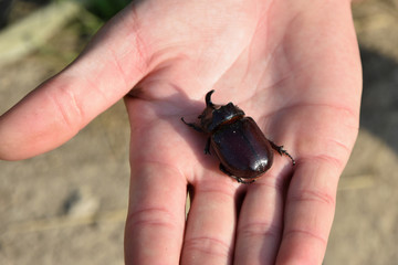 hand holding a beetle