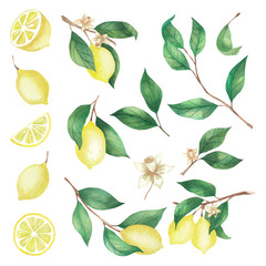 Watercolor set of lemons, lemon slices and twigs isolated on a white background