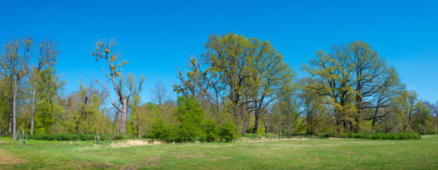 Panoramic over forests in the central city park in downtown of Magdeburg at early Spring, Germany