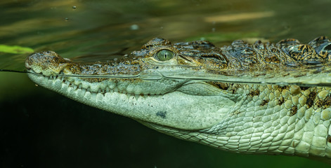 portrait of crocodile in the water through glass