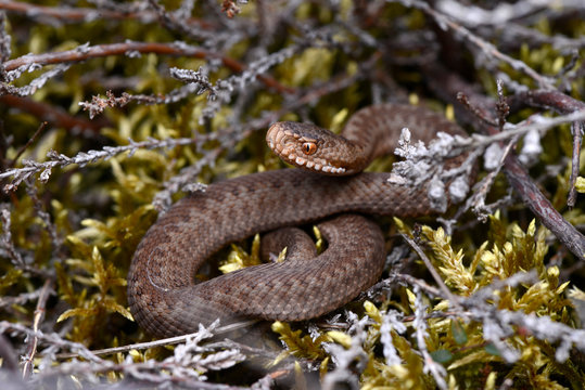 junge Kreuzotter (Vipera berus) - Common adder, juvenile