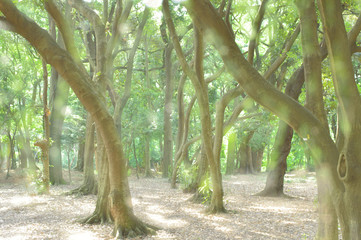 Fototapeta premium 東京都新宿区の公園の森の風景