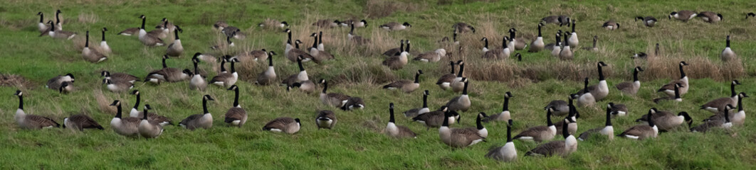 Geese