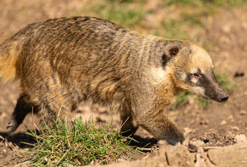 Fototapeta premium coati or coatimundi walking on the ground