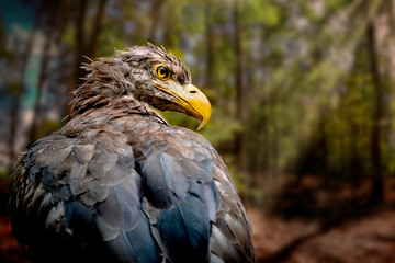 Adler-Wald
