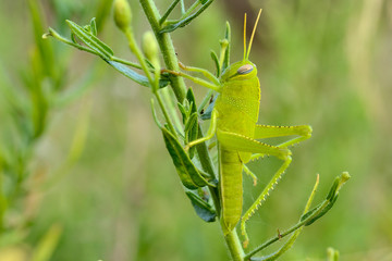 saltamontes verde camuflado sobre planta verde (Calliptamus barbarus) Marbella Andalucía España 