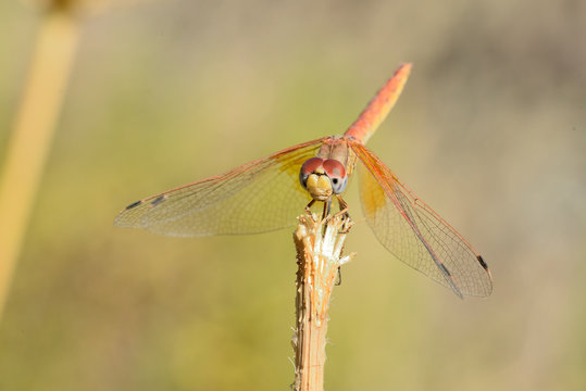  libelula roja posada en una rama seca sobre fondo verde (gomphus vulgatissimus) Marbella Andaluc&iacute;a Espa&ntilde;a