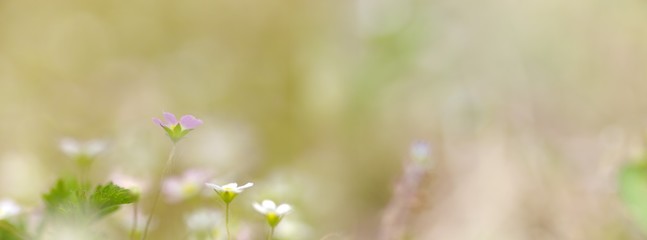 panoramic view of rock jasmine on colorful green bokeh background. spring flowers in the grass