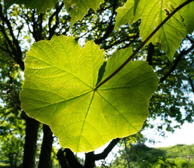 Large backlit leaf