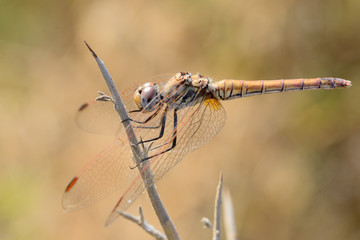  libelula roja posada en una rama seca sobre fondo verde (gomphus vulgatissimus) Marbella Andalucía España