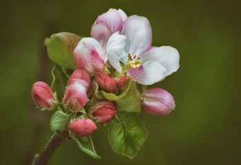 Apfelbaumblüten in Nahaufnahme