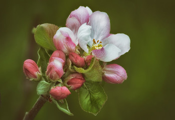 Fototapeta premium Apfelbaumblüten in Nahaufnahme