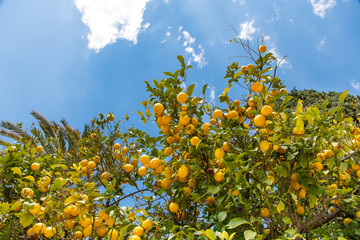 Lemon tree against bright blue sky