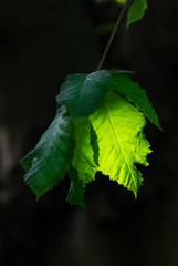 green leaf backlit