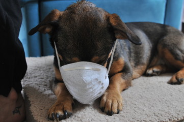 Dog with face mask for protection against virus