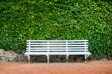 White bench against the background of a wall covered with green ivy.