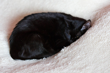 A black cat is lying on a white soft blanket. Resting cat on the bed of the owners.