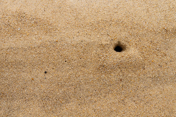 Sea crabs in the sand