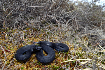 schwarze Kreuzotter (Vipera berus) - black Common adder